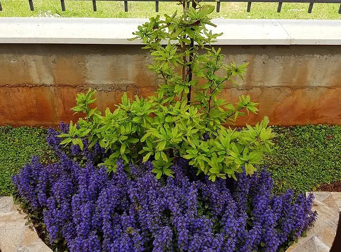 Duje Old Town Апартаменти *