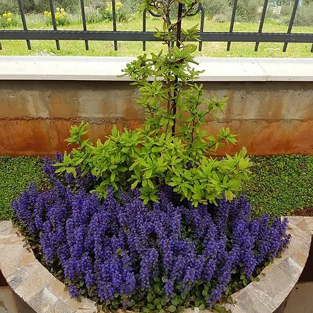 Duje Old Town Lägenhet *